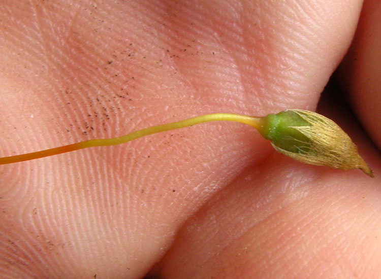 Polytrichaceae indet